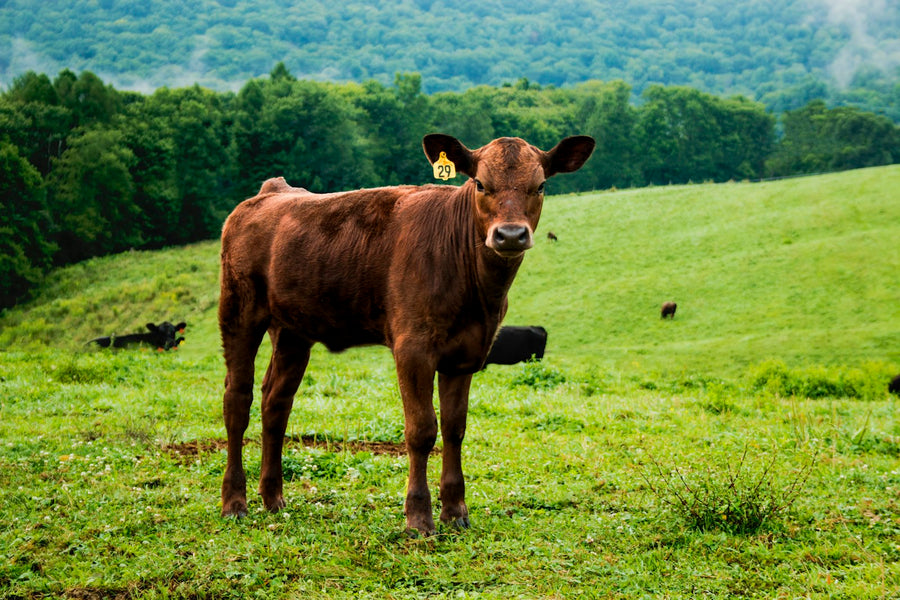 Generic placeholder photo — grass-fed cattle on pasture (stock photo, to be replaced with real farm photography)